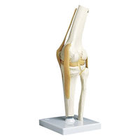 京都科学 膝関節モデル（台付） 11-2050-02（直送品）