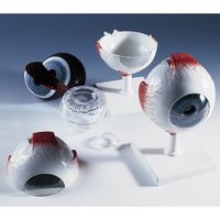 京都科学 視覚器（眼球）6分解モデル 11-2105-00（直送品）