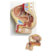 京都科学 骨盤内臓器モデル（男性・2分解） 11-2185-01（直送品）