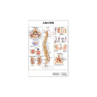 医道の日本社 人体解剖学チャート（ポスターサイズ） アルミフレームツキ 20-4524-0104（直送品）