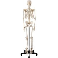ケニス 人体骨格模型 HS 31600137 1個