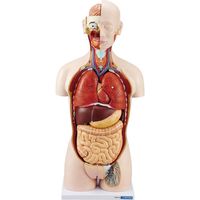 ケニス 人体解剖模型（トルソー型） DT27 31600113（直送品）