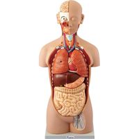 ケニス 人体解剖模型（トルソー型） AL-16 31600100（直送品）