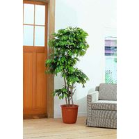 山崎産業 ピュアメイト フィカス・ベンジャミン 1800mm 4903180602551（直送品）