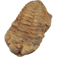 理科実験教材】ケニス 化石標本 三葉虫 フレキシカリメネ