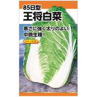 ニチノウのタネ タキイ交配 王将白菜 日本農産種苗 4960599231802 1セット（3袋入）（直送品）