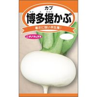 ニチノウのタネ 博多据かぶ 日本農産種苗 4960599258007 1セット（5袋入）（直送品）