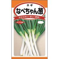 ニチノウのタネ ダイヤ交配 なべちゃん葱 日本農産種苗 4960599259806 1セット（3袋入）（直送品）