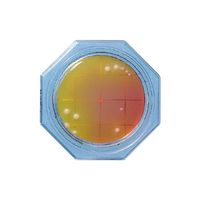 島津ダイアグノスティクス クリーンスタンプ(R)10 卵黄加マンニット食塩培地 1箱(100枚入) 6782 1箱(100枚)（直送品）