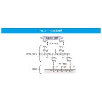 松浪硝子工業 スライドグラス 水縁磨フロストPLL S721