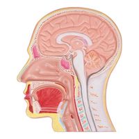 アズワン 頭部断面モデル C212 1個 8-639-01（直送品）