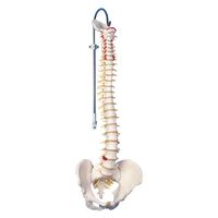 3B Scientific 脊柱可動型モデル標準型 25300200 A58/1 1台（直送品）