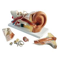 日本スリービー・サイエンティフィック 平衡聴覚器モデル