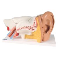 3B Scientific 平衝聴覚器モデル(アドバンス型) 11211500 E11 (34X16X19CM) 1台（直送品）