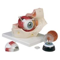 日本スリービー・サイエンティフィック 視覚器(眼球)と眼窩7分解モデル 11211000 F13 (18X26X19CM) 1台（直送品）