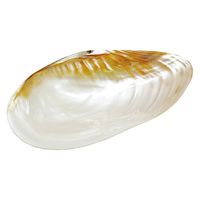 ヤマコー 貝殻のお皿 L 08812 1個（直送品）