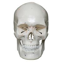 NGD 頭蓋骨 詳細解説モデル 25554100 2000319986000 1台（直送品）