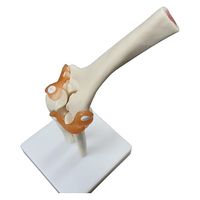 NGD 実物大 靭帯付き肘模型 25555700 2000319991004 1台（直送品）