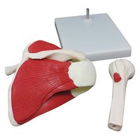 NGD 肩関節骨格筋肉模型 25555500 2000319995002 1台（直送品）