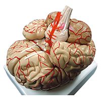 NGD 実物大 精密脳模型 8分解モデル 25556900 2000320007008 1台（直送品）