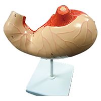 NGD 実物大 胃模型 25556100 2000320009002 1台（直送品）