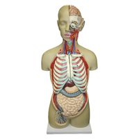 NGD 等身大 全身トルソー19分解モデル 25554300 アルティメット 1台（直送品）