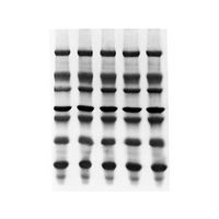 メルク ImmobilonーPSQ PVDF 0.2μm 9x12cm sheet 10/Pk 10PK ISEQ09120 1個(10個)（直送品）