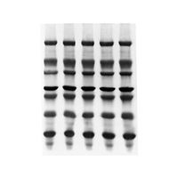 ImmobilonーPSQ PVDF 0.2μm 20x20cm sheet 10/Pk 10PK ISEQ20200 1個(10個)（直送品）