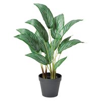 アスカ商会 カラテア(ポット付) A-51053-051A 1個（直送品）