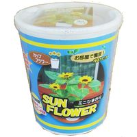 フォレスト カップフラワー ミニヒマワリ 1セット入 4582255218516 1個（直送品）