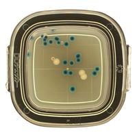 極東製薬工業 DDチェッカー(細菌検出用培地) MAX寒天培地 大腸菌・大腸菌群同時検出用 1箱(100枚入) 04231 1箱(100枚)（直送品）