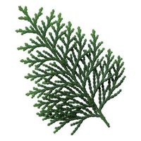 ユニバース フィルムシート グルメシート 桧葉 丸 00768963 1ケース(24000個(1000個×24))（直送品）