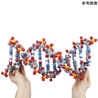 3D Molecular DNA分子モデル DDNA-06 1セット 4-6472-01（直送品）
