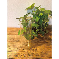 シャディ more from less インセンスセット