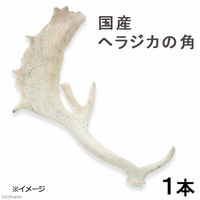 Leaf Corporation（リーフコーポレーション） 国産 ヘラジカの角 オブジェ 1本 インテリア 196363 1個（直送品）