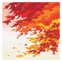 三陽商事 風呂敷 お弁当 50cm 綿小ふろしき 春夏秋冬 秋 364187 1個（直送品）