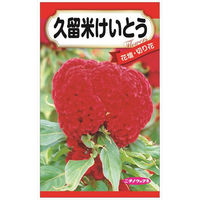 ニチノウのタネ 花種子 けいとう 日本農産種苗