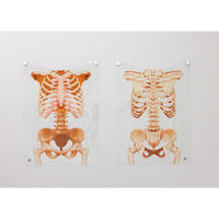 ナナミ むねとせなかの骨の位置体感ベスト 学習用品・理科教材 195416 1セット（直送品）