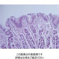 ナリカ 胃壁（胃底部）プレパラート（10枚組） L55-8312 1セット（20枚：10枚×2セット）（直送品）