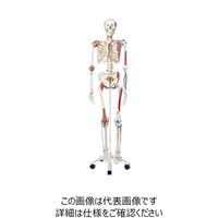 ナリカ 人体骨格模型