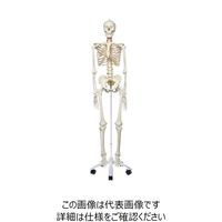 ナリカ 人体骨格模型(脊柱可動型) A15N M60-4072 1セット（直送品 