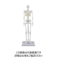 ナリカ 小型人体骨格模型 MS-1 M60-4080 1セット（直送品）