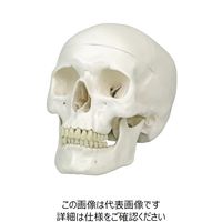 ナリカ 頭蓋骨模型 A20N M60-4603 1セット（2個）（直送品） - アスクル