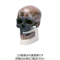 ナリカ 古代人頭蓋骨模型M60