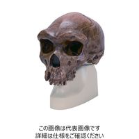 ナリカ 古代人頭蓋骨模型(古代型ホモサピエンス) VP754N/1 M60-4608 1個（直送品）