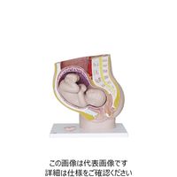 ナリカ 胎内・胎児模型 Lー20N M60-4652 1セット（直送品