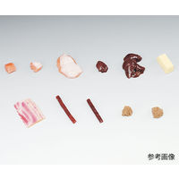 イワイサンプル フードモデル（獣鳥肉類） 若とりむね肉 ナビスカタログ