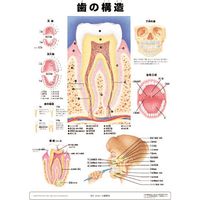 アプライ ミニポスター 歯の構造 J9931P 1セット（直送品）