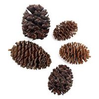 チャーム やしゃぶしの実 20個 ベタ ビーシュリンプ 2250001465430 1個（直送品）