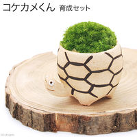 苔を育てる　コケカメくん育成セット　卓上サイズ植物 2250002373284 １セット（直送品）
